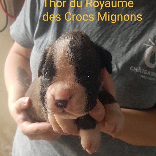 Thor Du Royaume des Crocs Mignons Mâle Boxer