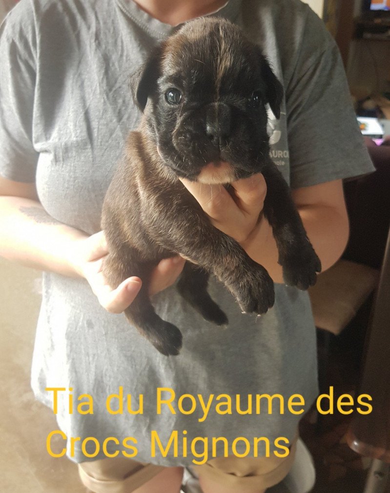 Tia Du Royaume des Crocs Mignons Femelle Boxer Tia Du Royaume des Crocs Mignons Femelle Boxer