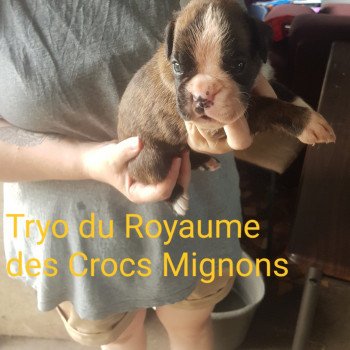 chiot Boxer Tryo Elevage du royaume des crocs mignons (Boxer) chiot Boxer Tryo Elevage du royaume des crocs mignons (Boxer)