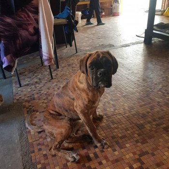 chiot Boxer Naha Elevage du royaume des crocs mignons (Boxer) chiot Boxer Naha Elevage du royaume des crocs mignons (Boxer)