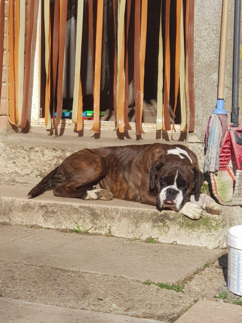 Naïs Du Royaume des Crocs Mignons Femelle Boxer Naïs Du Royaume des Crocs Mignons Femelle Boxer