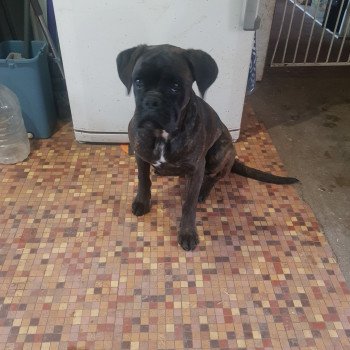 chien Boxer Bringé So Well du Royaume des Crocs Mignons Elevage du royaume des crocs mignons (Boxer) chien Boxer Bringé So Well du Royaume des Crocs Mignons Elevage du royaume des crocs mignons (Boxer)