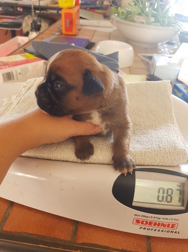 Salto du Royaume des Crocs Mignons Du Royaume des Crocs Mignons Mâle Boxer Salto du Royaume des Crocs Mignons Du Royaume des Crocs Mignons Mâle Boxer