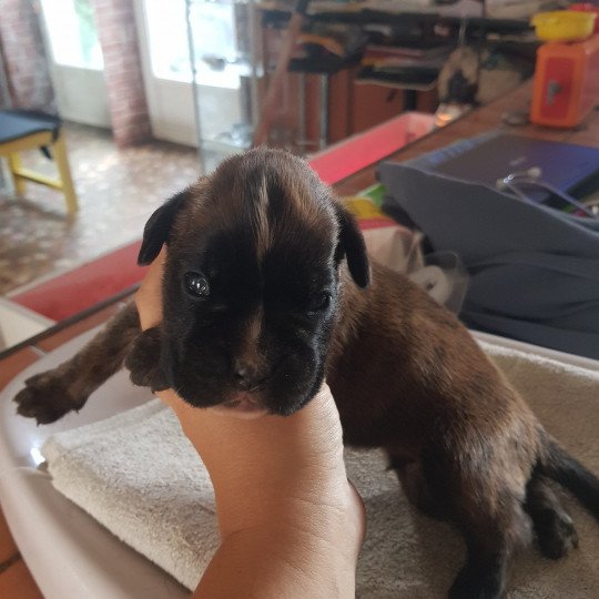 Sir Lucern du Royaume des Crocs Mignons Du Royaume des Crocs Mignons Mâle Boxer